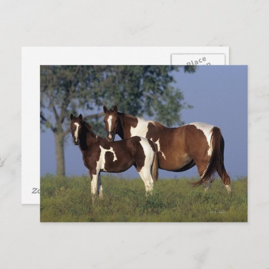 Paint Mare en Foal Briefkaart (Voorkant / Achterkant)