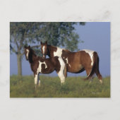 Paint Mare en Foal Briefkaart (Voorkant)