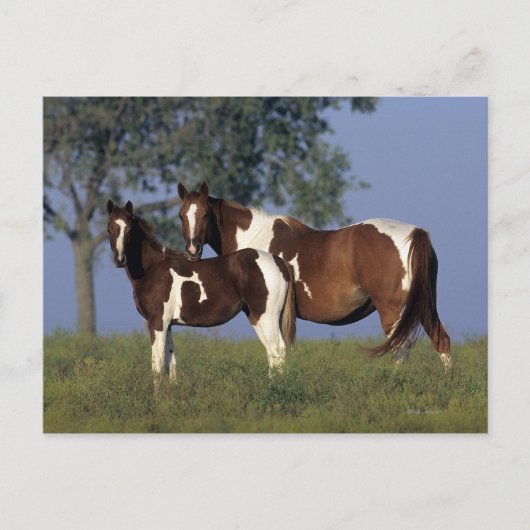 Paint Mare en Foal Briefkaart (Voorkant)