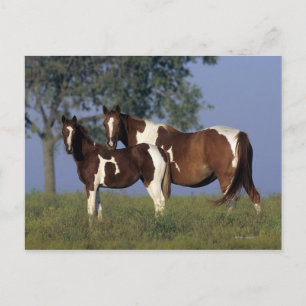 Paint Mare en Foal Briefkaart