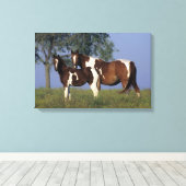 Paint Mare en Foal Canvas Afdruk (Insitu (Houten vloer))
