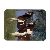 Paint Mare en Foal Magneet (Horizontaal)