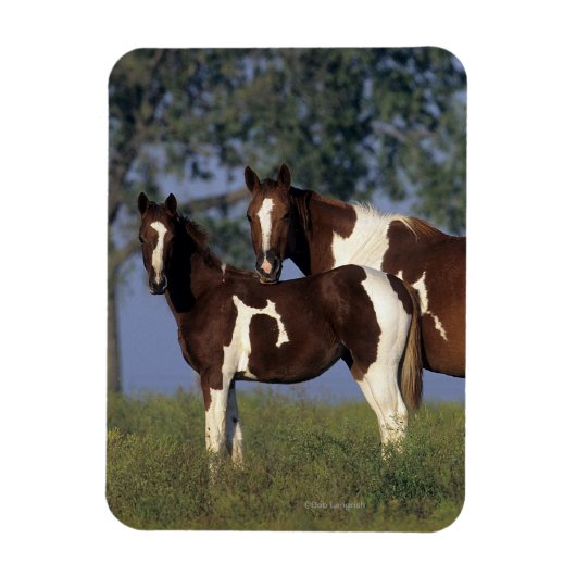 Paint Mare en Foal Magneet (Verticaal)