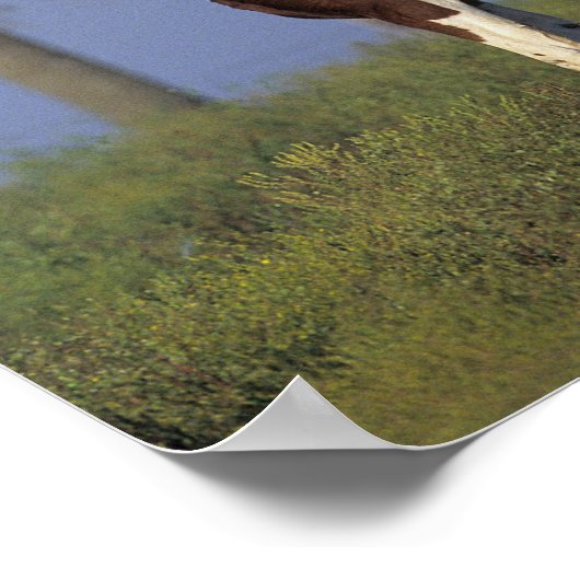 Paint Mare en Foal Poster (Hoek)