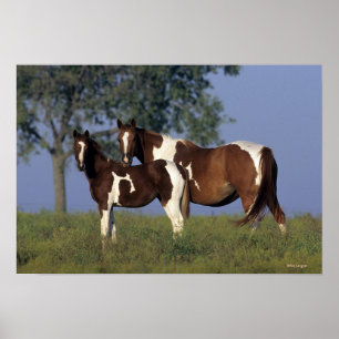 Paint Mare en Foal Poster