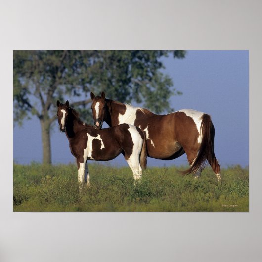 Paint Mare en Foal Poster (Voorkant)