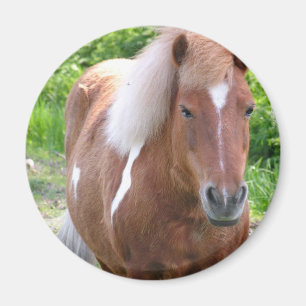 Paint Quarterhorse Magnet