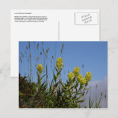 Paintborstel, Unalaska Island Briefkaart (Voorkant / Achterkant)