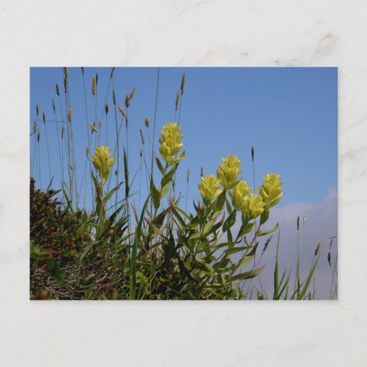 Paintborstel, Unalaska Island Briefkaart (Voorkant)