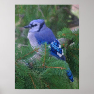 Painted Blue Jay Poster