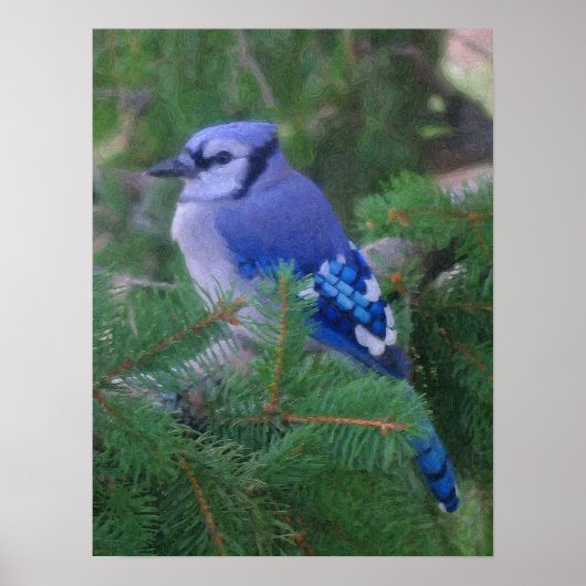 Painted Blue Jay Poster (Voorkant)