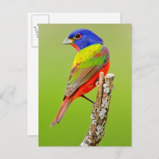 Painted Bunting (Passerina ciris) Male Perched Briefkaart (Voorkant / Achterkant)