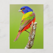 Painted Bunting (Passerina ciris) Male Perched Briefkaart (Voorkant)