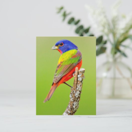 Painted Bunting (Passerina ciris) Male Perched Briefkaart (Staand voorkant)