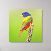 Painted Bunting (Passerina ciris) Male Perched Canvas Afdruk (Voorkant)