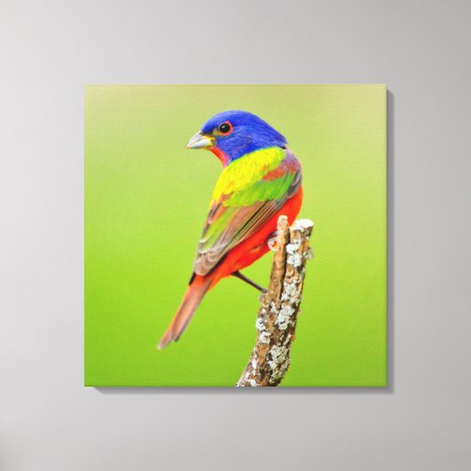 Painted Bunting (Passerina ciris) Male Perched Canvas Afdruk (Voorkant)