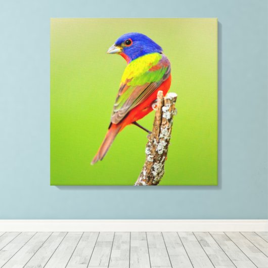 Painted Bunting (Passerina ciris) Male Perched Canvas Afdruk (Insitu (Houten vloer))