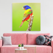 Painted Bunting (Passerina ciris) Male Perched Canvas Afdruk (Insitu (Woonkamer))