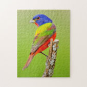 Painted Bunting (Passerina ciris) Male Perched Legpuzzel (Verticaal)