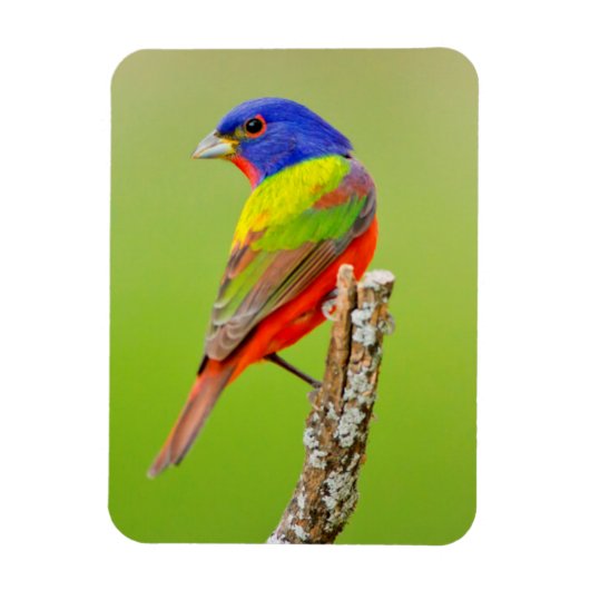 Painted Bunting (Passerina ciris) Male Perched Magneet (Verticaal)