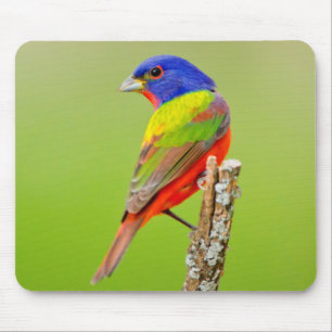 Painted Bunting (Passerina ciris) Male Perched Muismat
