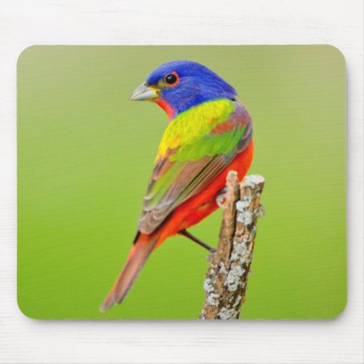 Painted Bunting (Passerina ciris) Male Perched Muismat (Voorkant)