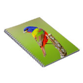 Painted Bunting (Passerina ciris) Male Perched Notitieboek (Rechterzijde)