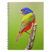 Painted Bunting (Passerina ciris) Male Perched Notitieboek (Voorkant)