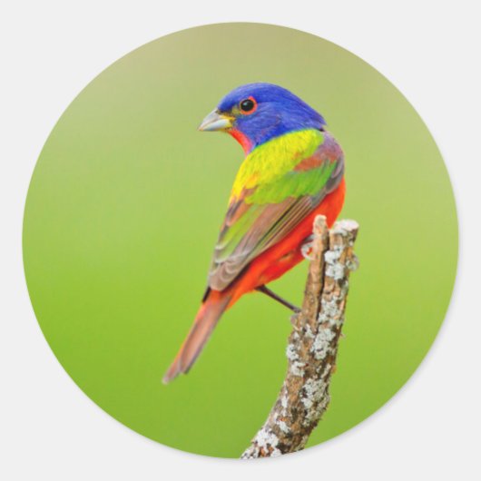 Painted Bunting (Passerina ciris) Male Perched Ronde Sticker (Voorkant)