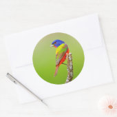Painted Bunting (Passerina ciris) Male Perched Ronde Sticker (Envelop)