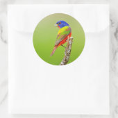Painted Bunting (Passerina ciris) Male Perched Ronde Sticker (Tas)