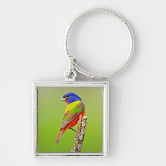 Painted Bunting (Passerina ciris) Male Perched Sleutelhanger (Voorkant)