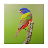 Painted Bunting (Passerina ciris) Male Perched Tegeltje (Voorkant)