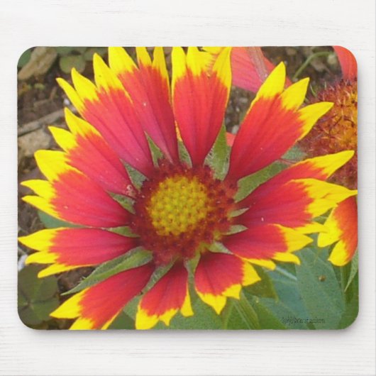 Painted Daisy Mousepad Muismat (Voorkant)