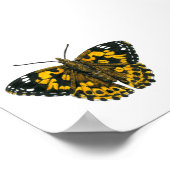 Painted lady butterfly poster (Hoek)
