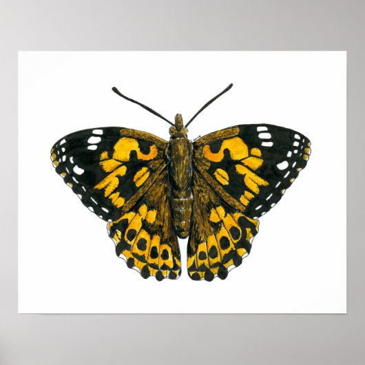 Painted lady butterfly poster (Voorkant)