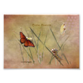 Painted Lady Mixed Media Foto Afdruk (Voorkant)