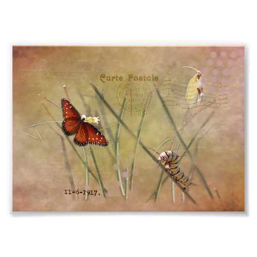 Painted Lady Mixed Media Foto Afdruk (Voorkant)