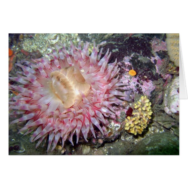Painted Tealia Anemone (Voorkant Horizontaal)