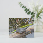 Painted Turtle Briefkaart (Staand voorkant)