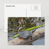 Painted Turtle Briefkaart (Voorkant / Achterkant)
