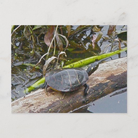 Painted Turtle Briefkaart (Voorkant)