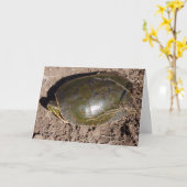 "Painted Turtle"-vogelkaart Kaart (Gele Bloem)