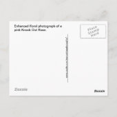 PainterAbstract Roze Knockout Roos Briefkaart (Achterkant)