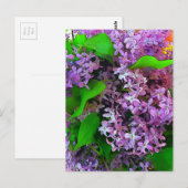 Painterly lilacs briefkaart (Voorkant / Achterkant)