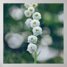 Painterly Soft Lilly van de Valley Flowers