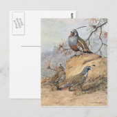 Painting of two different Quail species by Allan Briefkaart (Voorkant / Achterkant)