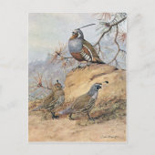 Painting of two different Quail species by Allan Briefkaart (Voorkant)