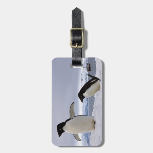 Pair Adelie penguins Antarctica Bagagelabel (Voorkant verticaal)