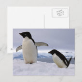 Pair Adelie penguins Antarctica Briefkaart (Voorkant / Achterkant)